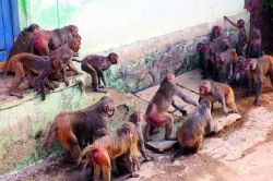 <p>Monkey Fever</p>- India TV Hindi