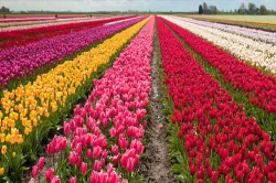 <p>Tulip Garden</p>- India TV Hindi