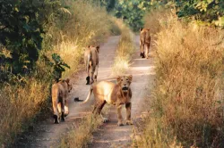 Group of 14 lions spotted in Gir forest- India TV Hindi