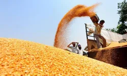  Record production of wheat in Punjab- India TV Paisa