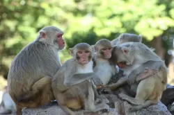 <p>Monkey</p>- India TV Hindi