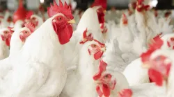 Wholesale chicken prices tank before Shravan- India TV Paisa