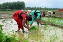 Kharif Sowing reduced 9 percent compared to last year- India TV Paisa