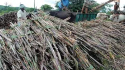 Fair and Remunerative Price of sugarcane- India TV Paisa