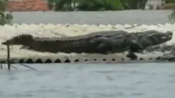 A Crocodile lands on roof of a house in flood affected Raybag taluk in Belgaum | ANI- India TV Hindi