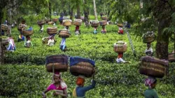 Fund crunch cripples world's oldest tea research institute in Assam- India TV Paisa