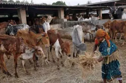 <p>cow shelter</p>- India TV Hindi