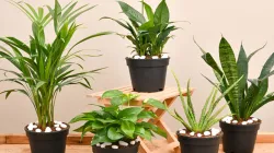 top 5 air purifying plants for air pollution delhi - India TV Hindi