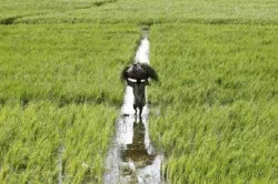 <p>Crop Insurance</p>- India TV Paisa