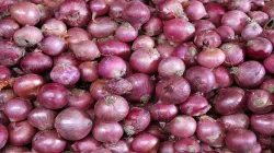 <p>Onion Export</p>- India TV Paisa