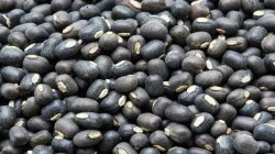 Deadline for urad imports extended till Apr 30- India TV Paisa