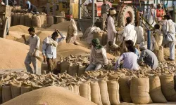 <p>Wheat</p>- India TV Paisa