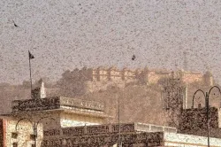 Millions Of Locusts Invade, Delhi On Alert- India TV Hindi