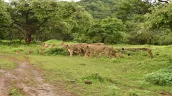 Gir Forest- India TV Hindi