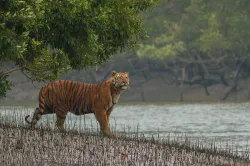 पश्चिम बंगाल में पर्यटन के लिए 23 सितंबर से खोले जाएंगे वन, मार्च से हैं बंद- India TV Hindi