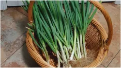 spring onion - India TV Hindi