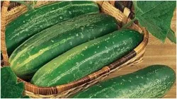 cucumber - India TV Hindi