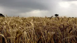 news for farmers wheat purchase by uttar pradesh government किसानों के लिए यूपी सरकार ने बनाए 6000 ग- India TV Hindi