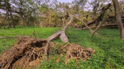 imd weather forecast rain storm predicted in konkan goa gujarat maharashtra IMD ने चक्रवाती तूफान की- India TV Hindi