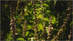 Tulsi Plant- India TV Hindi