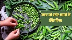 peas- India TV Hindi