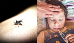 Dengue D2 Strain how to increase platelets fast in dengue in hindi best tips for dengue patient swam- India TV Hindi