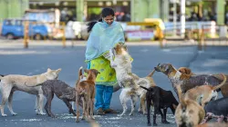 five dogs killed by pouring acid in indore madhya pradesh तेजाब छिड़ककर पांच बेसहारा कुत्तों की बेरह- India TV Hindi