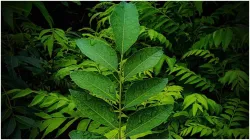 <p>curry leaves face pack</p>- India TV Hindi