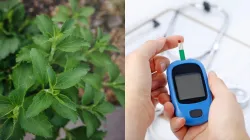 Stevia tree for Diabetes- India TV Hindi