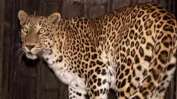 Leopard Caught- India TV Hindi