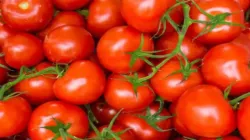 <p>Tomato</p>- India TV Paisa