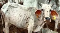 Lumpy Virus In Gujarat- India TV Hindi