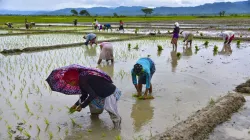 Paddy Farming- India TV Paisa