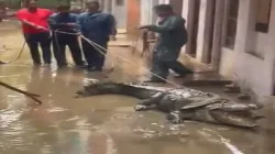 Crocodile seen in a colony of Shivpuri- India TV Hindi