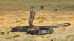 King Cobra- India TV Hindi