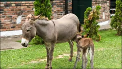 Donkey Milk- India TV Hindi