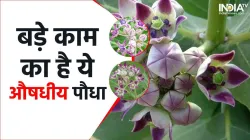 Aak Flower indiatv- India TV Hindi