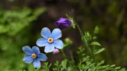 Valley of Flowers of Uttarakhand is world famous- India TV Hindi