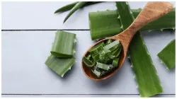 aloevera_benefits_in_winters- India TV Hindi