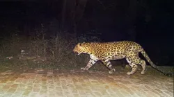 leopard- India TV Hindi