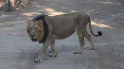 Gujarat Lion, Gujarat Lion News, Amreli Lion Latest, Amreli News, Amreli Lion- India TV Hindi