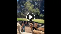 Alpaca spit viral video- India TV Hindi