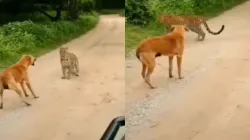 the dog barks at the leopard and drives it away- India TV Hindi