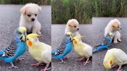 dog and parrot cute video- India TV Hindi