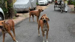 stray dogs- India TV Hindi