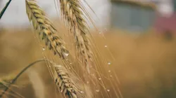 wheat Export- India TV Paisa