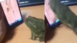 Frog playing mobile game- India TV Hindi