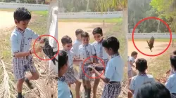 video of viral crow- India TV Hindi