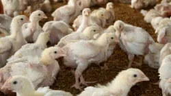 Poultry farm is the start of 2 business in one cost- India TV Paisa