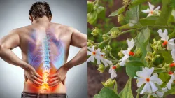 Harsingar benefits for sciatica- India TV Hindi